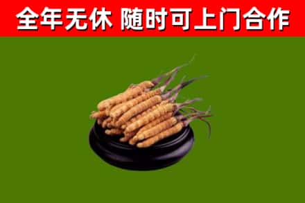 公主岭市回收冬虫夏草